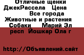 Отличные щенки ДжекРассела › Цена ­ 50 000 - Все города Животные и растения » Собаки   . Марий Эл респ.,Йошкар-Ола г.